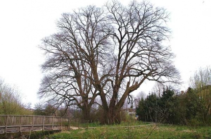 Bild 2 von 2 Linden an der Aftemündung 